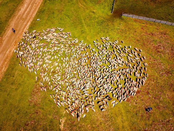 Photograph Sarb Vasile The Love Of Shepherds on One Eyeland