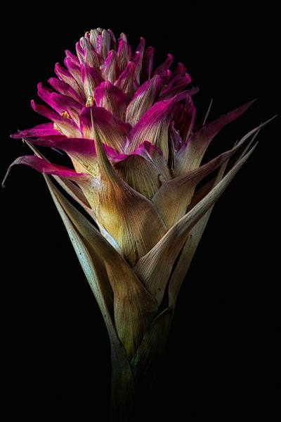 Photograph Duschan Tomic Dry Bromelia on One Eyeland