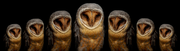 Photograph Yoshitaka Aida 7 Owls on One Eyeland