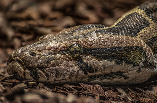 Photograph Arnau Bolet The Big Snake Focus Stack on One Eyeland