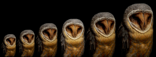 Photograph Yoshitaka Aida 6 Owls on One Eyeland