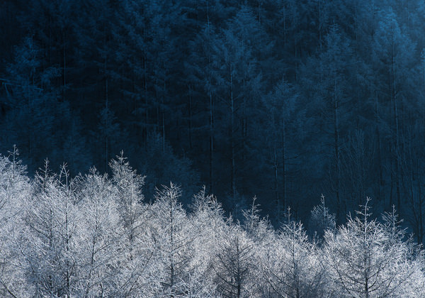 Photograph Kazuaki Koseki Shining Trees on One Eyeland