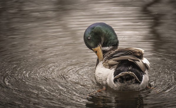 Photograph Arnau Bolet Duck Portrait on One Eyeland