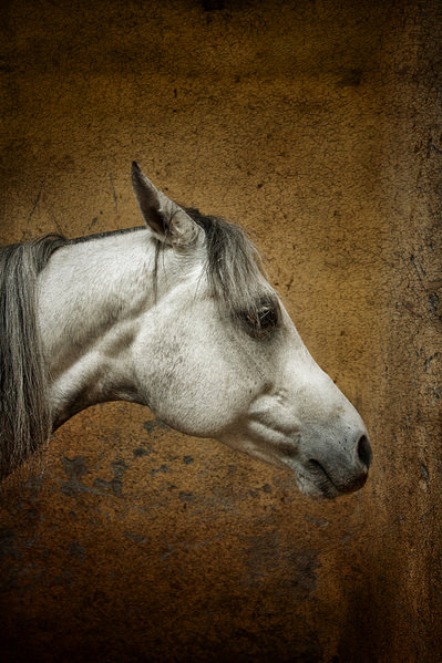 Photograph Mikel Arrizabalaga Ghouri on One Eyeland