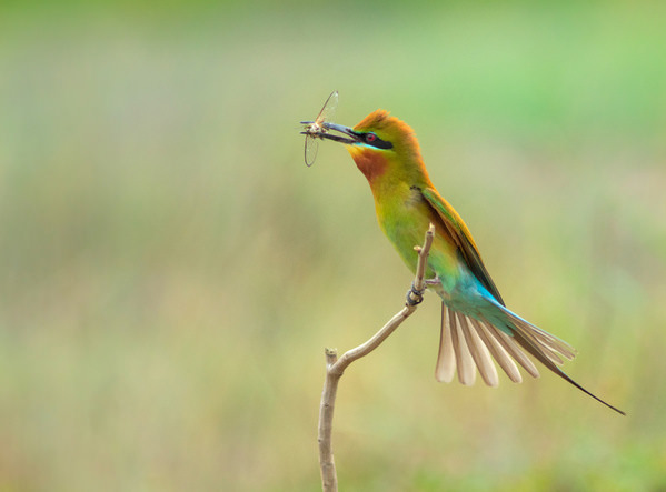 Photograph Prasanna Bhat Bee Eater With The Kill on One Eyeland