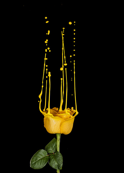 Photograph Marc Sabat Yellow on One Eyeland
