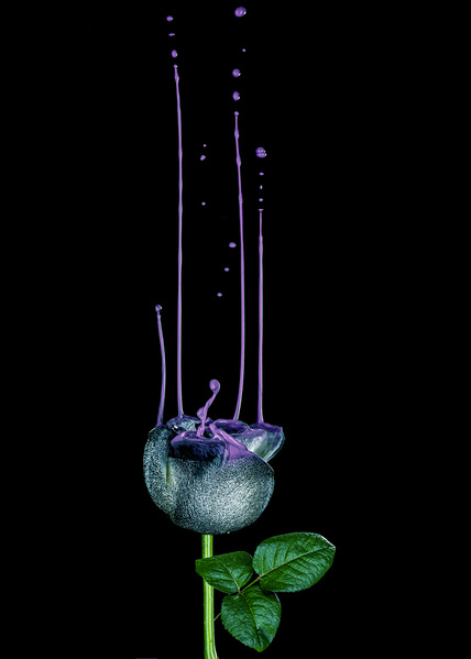 Photograph Marc Sabat Purple on One Eyeland