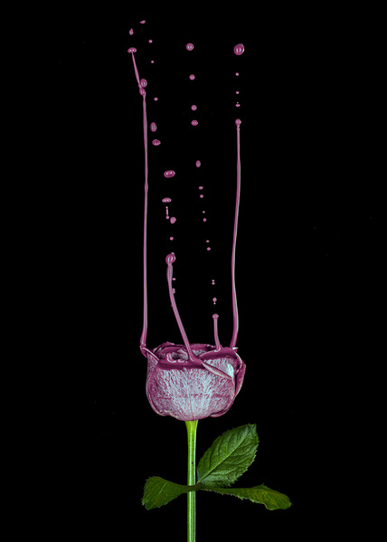 Photograph Marc Sabat Pink on One Eyeland
