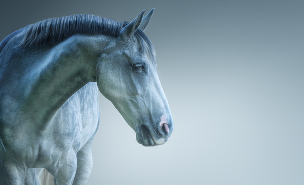 Photograph Ruadh Delone Horse 011 on One Eyeland