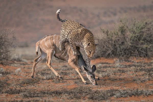 Photograph Marcel Egger Leopardhunting on One Eyeland