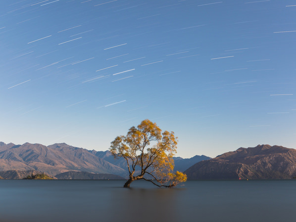 Photograph Matteo Rolfi The Wanaka Tree on One Eyeland