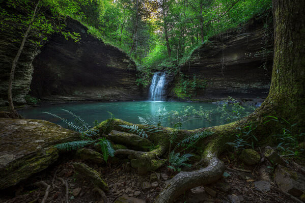 Photograph Carr Ward Fiddlehead Falls on One Eyeland