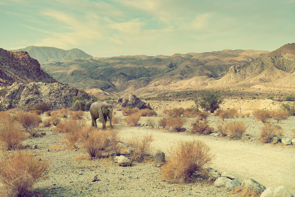 Photograph Kremer Johnson Desert Elephant on One Eyeland