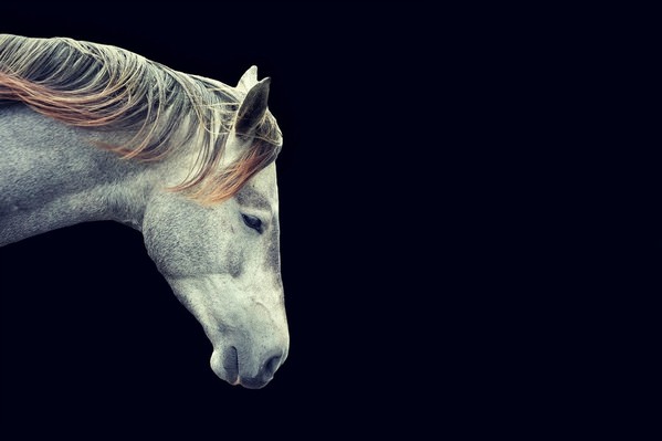 Photograph Reiny Bourgonje Wild Horses on One Eyeland