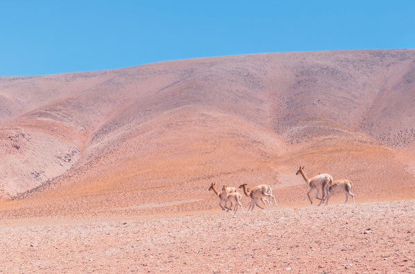 Photograph Matteo Rolfi Wild Vikunas on One Eyeland