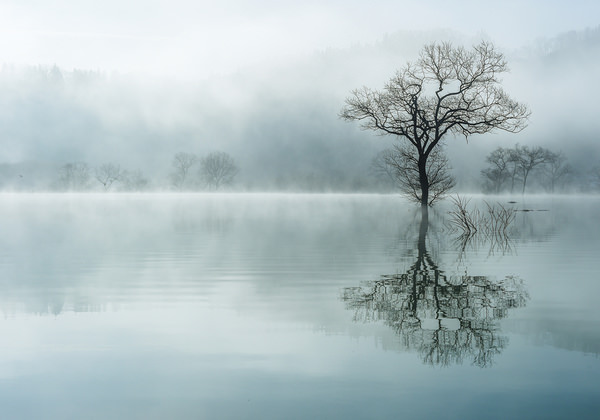 Photograph Kazuaki Koseki Tree Waiting For Spring on One Eyeland