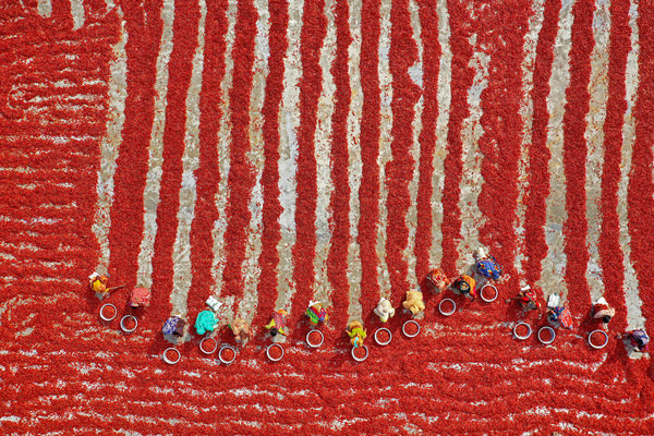Photograph Azim Khan Ronnie Harvesting Red Chilies on One Eyeland