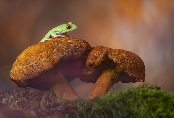 Photograph Angi Wallace Red Eyed Tree Frog On Mushrooms on One Eyeland