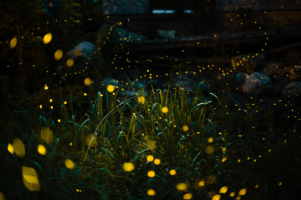 Photograph Masataka Inada Firefly on One Eyeland