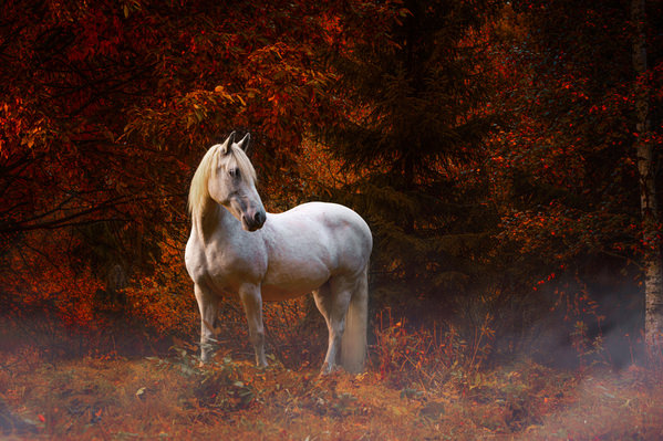 Photograph Jukka Vahalummukka Eternal Autumn Morning on One Eyeland