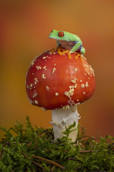 Photograph Angi Wallace Tree Frog On Mushroom on One Eyeland