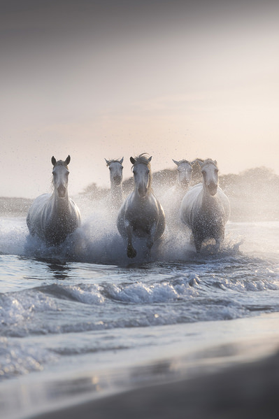 Photograph Davide Giannetti The Legendary Horses on One Eyeland