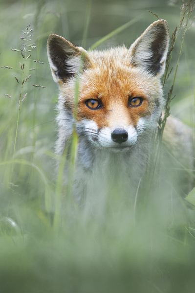 Photograph Davide Giannetti Fox Portrait on One Eyeland