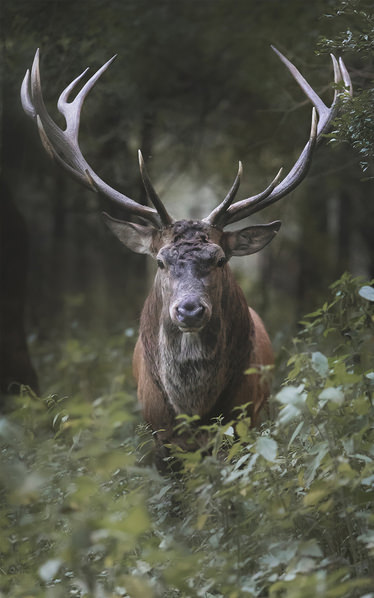 Photograph Davide Giannetti Antlers on One Eyeland