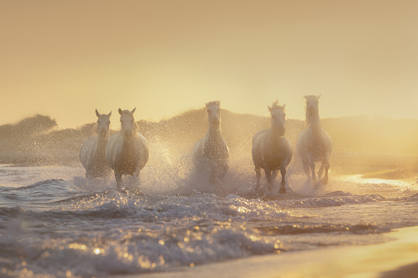 Photograph Davide Giannetti Horses Running At Sunset on One Eyeland