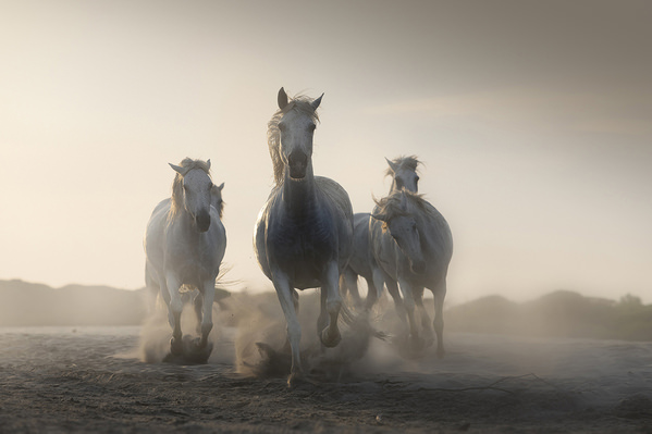 Photograph Davide Giannetti Horses In The Sand on One Eyeland