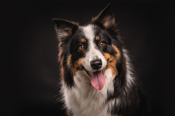 Photograph Jan De Wild Beautiful Dog on One Eyeland