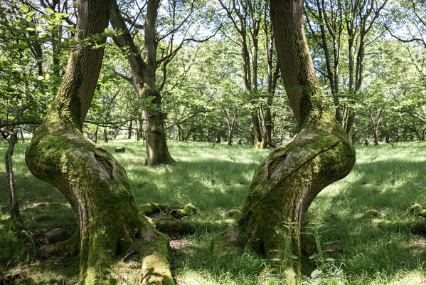 Photograph Jurgen Rooijackers Tuned Landscapes 3 9 Twintrees 1 on One Eyeland