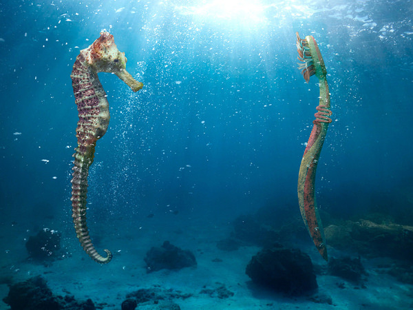 Photograph Platinum Fmd Ocean Care on One Eyeland