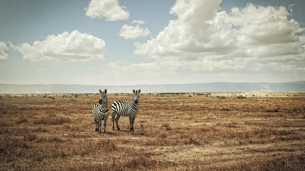 Photograph Justin Carrasquillo Zebra on One Eyeland
