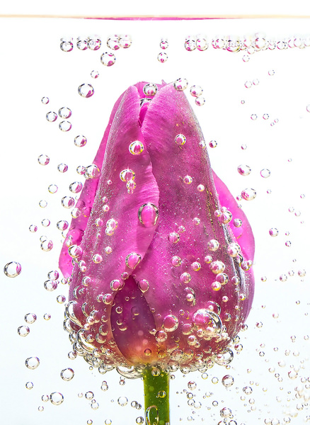 Photograph Tuncay Demir Tulip In Water on One Eyeland