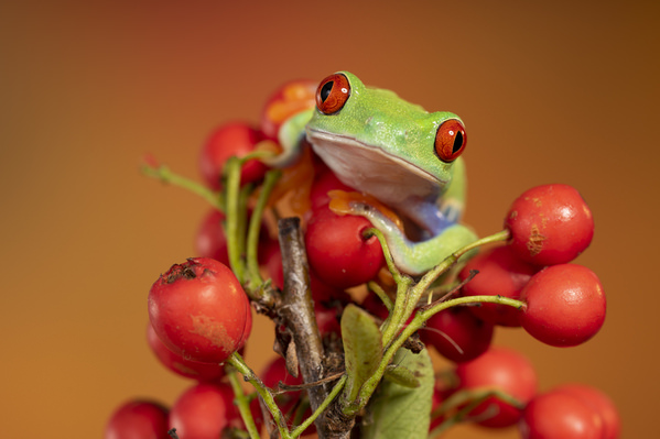 Photograph Angi Wallace Red Eyed Tree Frog On Berries on One Eyeland