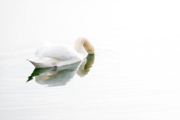 Photograph Thomas Gutschi Swan on One Eyeland