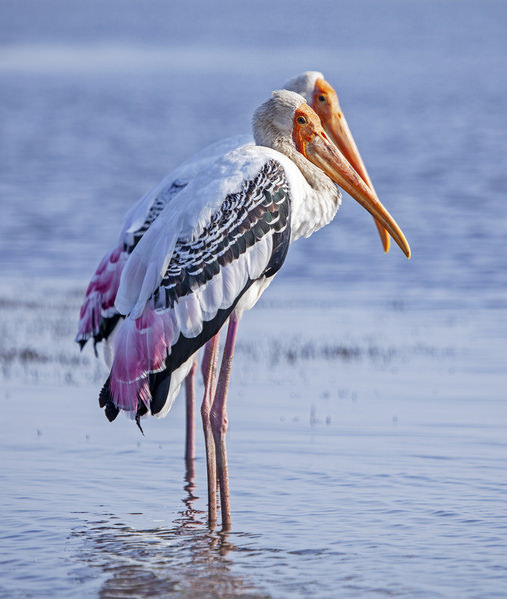 Photograph Dolly Kabaria Painted Stork on One Eyeland