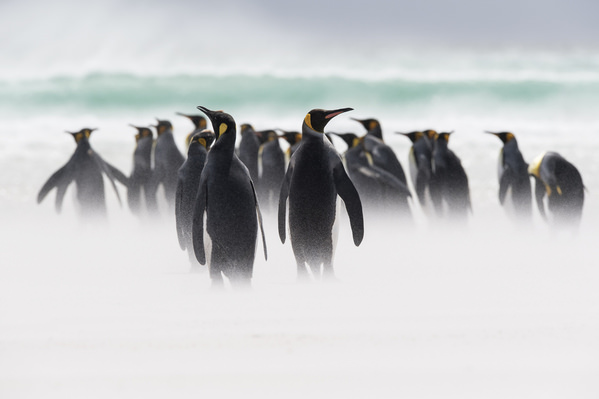 Photograph Dorota Senechal Subantarctic Lands on One Eyeland