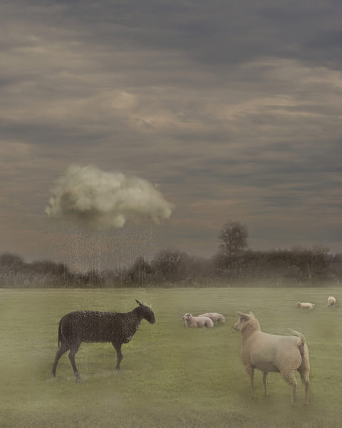Photograph Kaat Stieber Black Sheep on One Eyeland