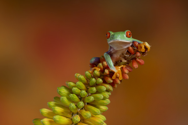 Photograph Angi Wallace Red Eyed Tree Frog On Kniphofia Close Up on One Eyeland