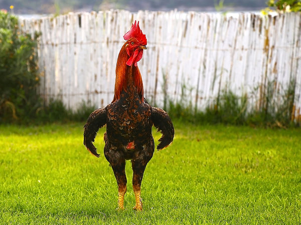 Photograph Tuncay Demir Rooster In The Garden on One Eyeland