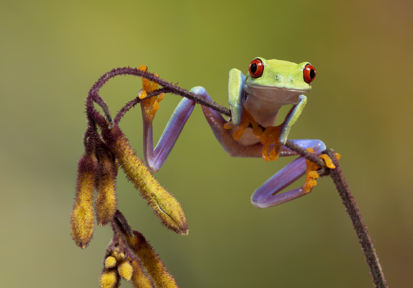 Photograph Angi Wallace Alert Frog on One Eyeland