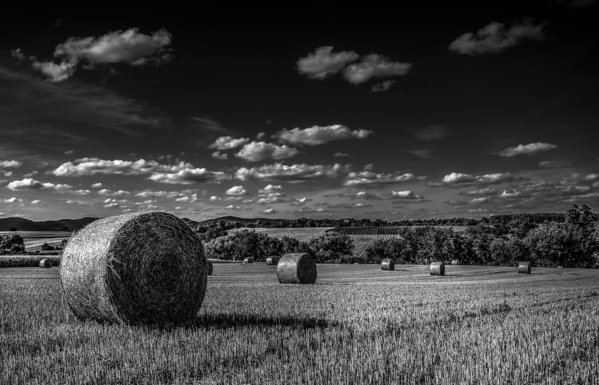 Photograph Raju Khan Field Roll on One Eyeland