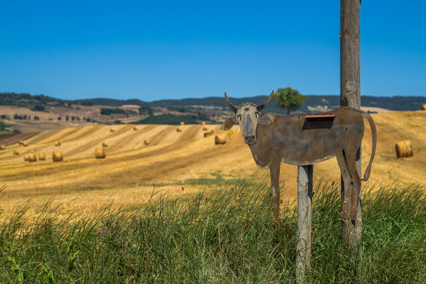 Photograph Thomas Gutschi Cowview on One Eyeland