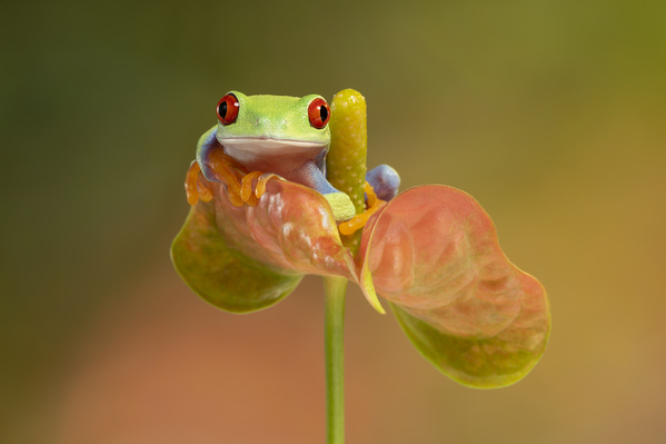 Photograph Angi Wallace Red Eyed Tree Frog On Antirrhinum on One Eyeland