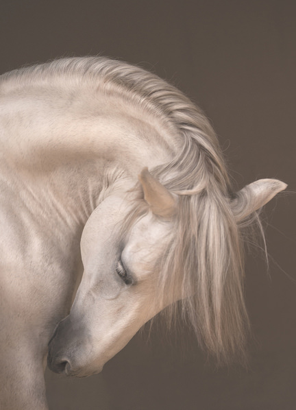 Photograph Natascha Meijndershagen Spanish Beauty on One Eyeland