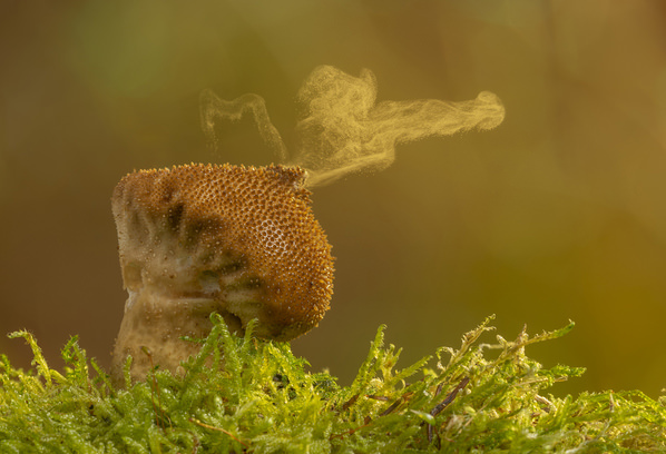 Photograph Angi Wallace Puffball And Spores on One Eyeland