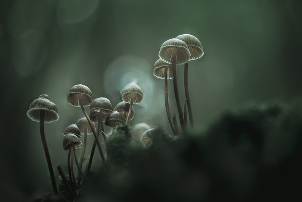 Photograph Antonio Coelho Foggy Morning on One Eyeland