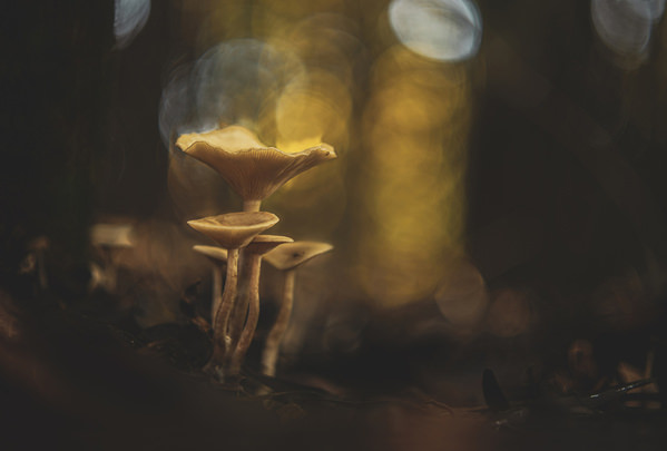 Photograph Antonio Coelho The Sentinels on One Eyeland